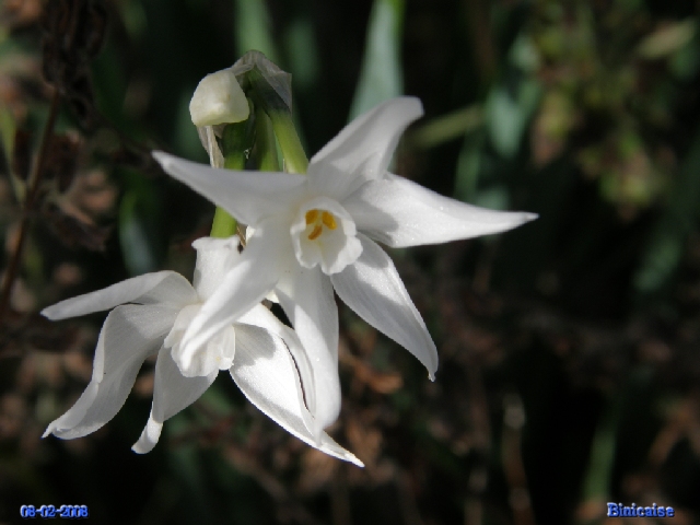 Narcisses, jonquilles. dans Fleurs et plantes p2083211