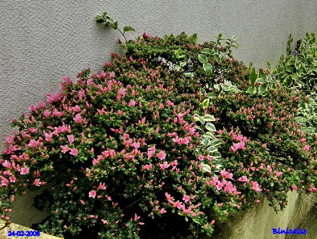 Azalée . dans Fleurs et plantes p2243426