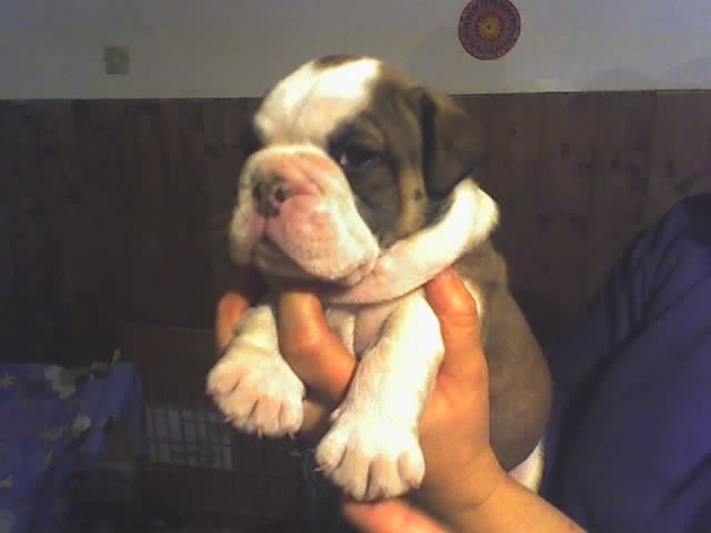 rencontre bulldog