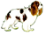 Cavalier king charles Cavalier king charles