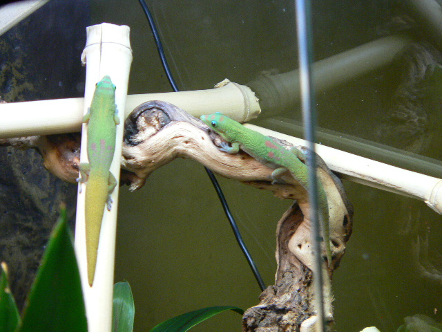 geckos10.jpg
