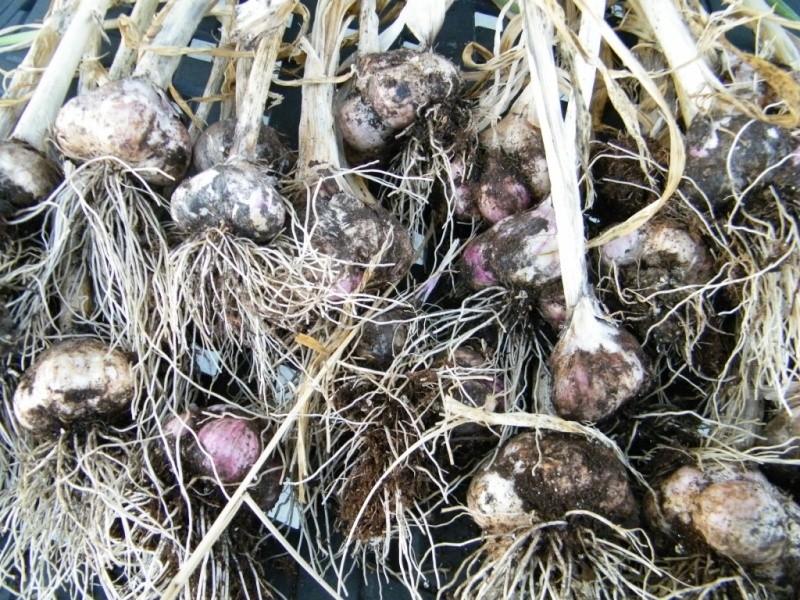 garlic10.jpg