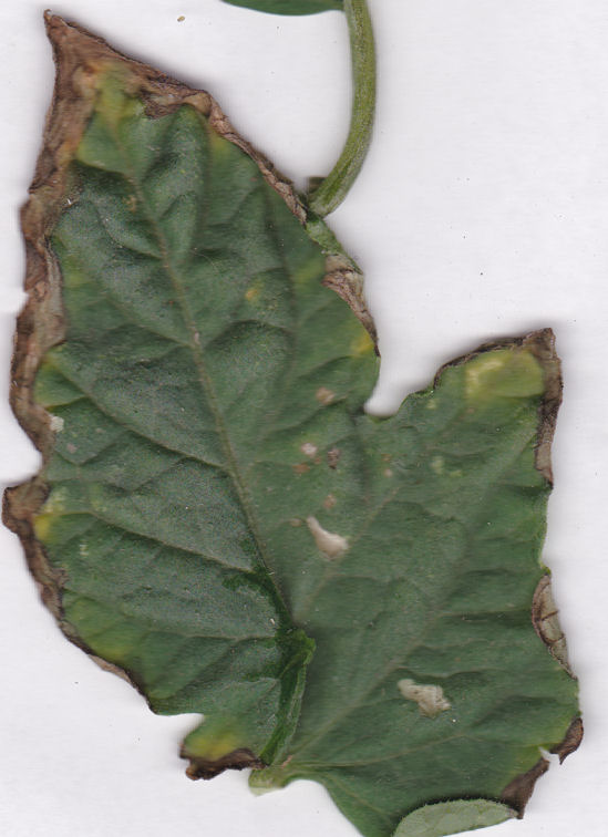 leaf111.jpg