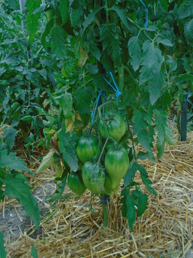 tomate17.jpg